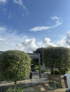 Photo de galerie - Taille d’arbustes 