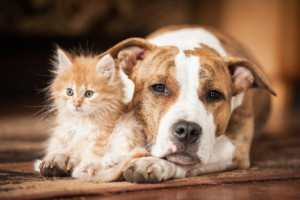 Photo de galerie - Garde d'animaux de compagnie
