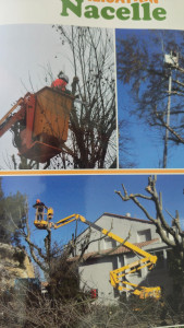 Photo de galerie - élagage sur toute hauteur