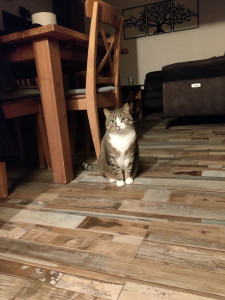 Photo de galerie - Nourrir le chat de la voisine, séances câlins, changer la litière et l'eau, jouer un peu avec lui, créer des photos souvenirs et tenir informé chaque jour le propriétaire :) 