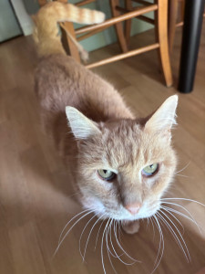 Photo de galerie - Visites à domicile chat 