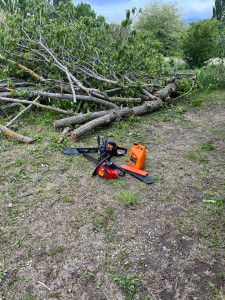 Photo de galerie - Elagage et coupe d'arbres