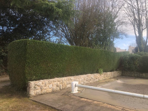 Photo de galerie - Taille de haies et d'arbustes