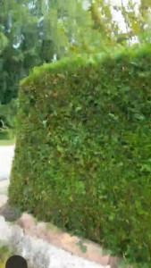 Photo de galerie - Taille de haies et d'arbustes