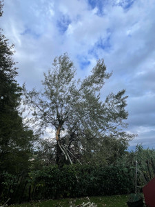 Photo de galerie - Elagage et coupe d'arbres