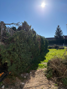 Photo de galerie - élagage de 24 cyprès avant dessouchage 