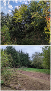 Photo de galerie - Coupe d une haie de sapins avec évacuation et nettoyage 
le tout sans rognage de souche pour marquer la séparation de propriété 