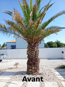 Photo de galerie - Phoenix  dont le tronc et la ramure étaient abîmés 