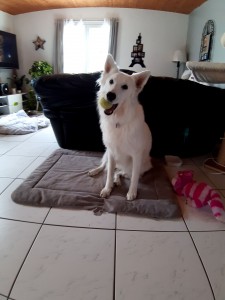 Photo de galerie - Garde chien