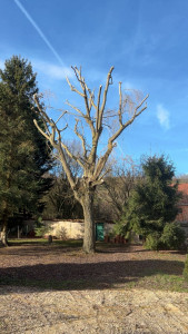 Photo de galerie - Taille de saule 
