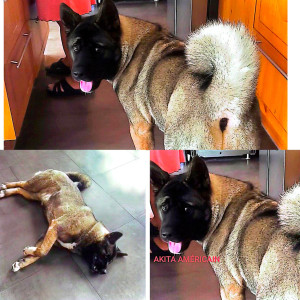 Photo de galerie - Garde chien