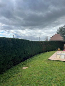 Photo de galerie - Taille de haies et d'arbustes