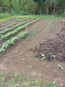 Photo de galerie - Patates ? oignons 