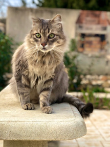 Photo de galerie - Garde animaux