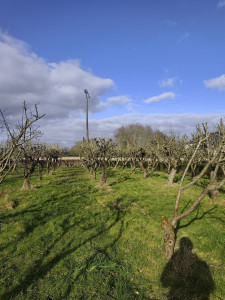 Photo de galerie - ?Taille d'arbre fruitier.