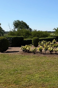 Photo de galerie - Taille des buis et des haies, tonte, désherbage et entretien des rosiers.