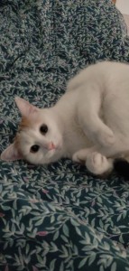Photo de galerie - Garde chat