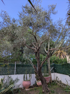 Photo de galerie - Taille de haies et d'arbustes