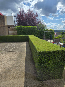 Photo de galerie - Taille de haie