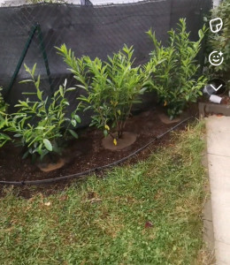 Photo de galerie - Plantation de thuyas, désherbage et pose d'une bordure 