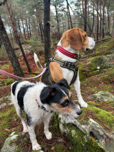 Photo de galerie - Reiko (mon chien) et Willy beagle qui est restée 2 semaine et demie chez nous 