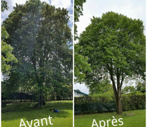 Photo de galerie - Elagage et coupe d'arbres