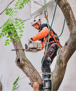 Photo de galerie - Coupe d’arbre 