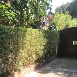 Photo de galerie - Taille de haies et d'arbustes