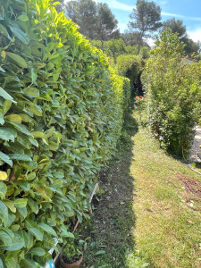 Photo de galerie - Taillage de haie