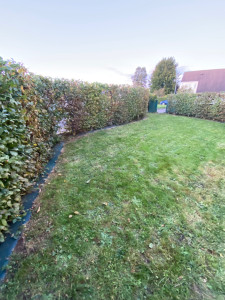 Photo de galerie - Rabattage de haie de charmille 