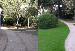 Photo de galerie - Nous adaptons nos techniques. Sécateur, cisailles, coupe-bordure, taille-haie... En deux temps trois mouvements, vous aussi, vous aurez une haie propre et régulière !