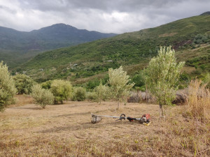 Photo de galerie - Tondre et débroussaillage 