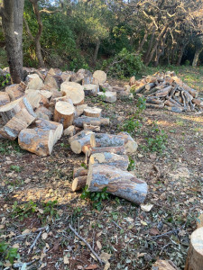 Photo de galerie - Elagage et coupe d'arbres