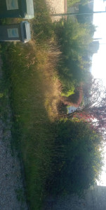 Photo de galerie - Tonte de pelouse - Débroussaillage