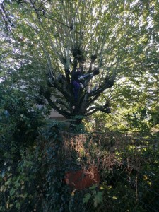 Photo réalisation - Elagage et coupe d'arbres - Sonny (Dassoneville) - Ballancourt-sur-Essonne : Arbre élagué 