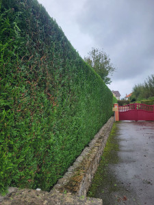 Photo de galerie - Taille une haie , récemment effectué 09/2025 , avec élagage saule pleureur et cerisier 
