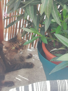 Photo de galerie - Garde chat