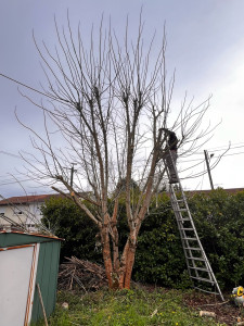 Photo de galerie - Elagage et coupe d'arbres