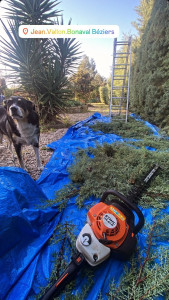 Photo de galerie - Taille de haies et d'arbustes