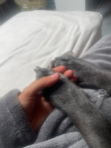 Photo de galerie - Garde chien