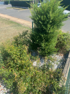 Photo de galerie - Taille de haies et d'arbustes