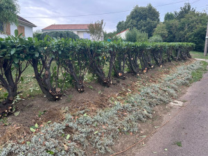 Photo de galerie - Coupe haies