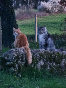 Photo de galerie - Mon petit Saïko et son ami Rayju