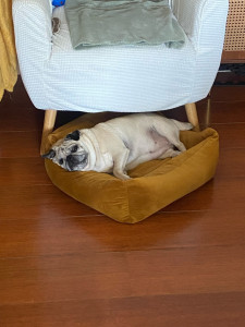 Photo de galerie - Garde chien
