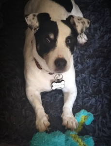 Photo de galerie - Garde chien