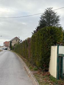 Photo de galerie - Taille d’une haie de thuyas 