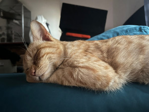 Photo de galerie - Caramel dit p’tit z