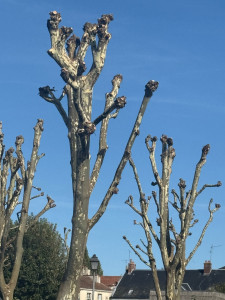Photo de galerie - Bonjour je suis disponible  pour faire votre  Elagage ou coupe d'arbres  et je suis équipé, camion Nacelle Et si c’est toi le travail, je suis en équipe Facture ou sans facture si vous êtes intéressé, merci de me répondre 