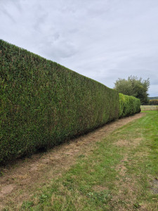 Photo de galerie - Taille de haie 