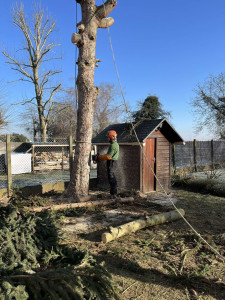 Photo de galerie - Abattage par démontage d'un arbre